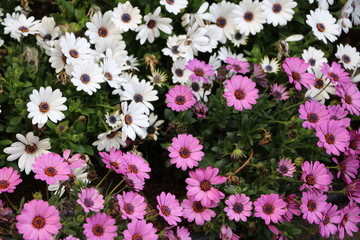 Purple and white osteospermum flowers african daisies