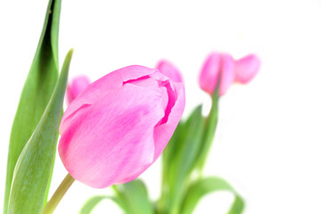 farbige Tulpen im rosa Ton