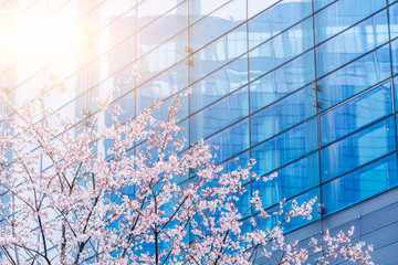 blooming cherry trees in front of the office building
