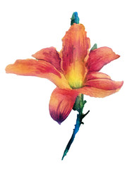 watercolor sketch: Lily on a white background
