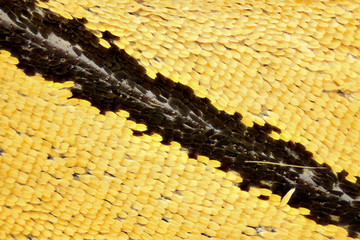 Naklejka premium Extreme magnification - Butterfly wing on microscope