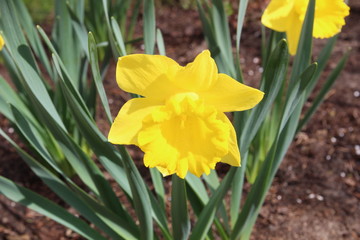 The yellow daffodil