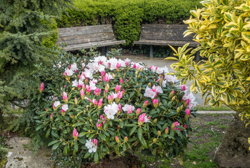 Fototapeta na wymiar Rhododendron Bush And Benches