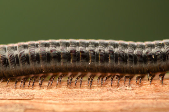 Extreme magnification - Centipede with hundred of legs