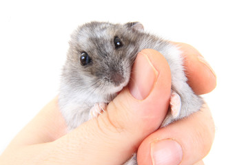 dzungarian hamster in human hand