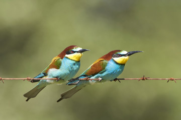 Obraz premium European bee-eater (Merops apiaster)