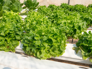 Fototapeta premium Disease thrips in vegetable garden hydroponics.