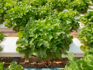 Obraz premium Disease thrips in vegetable garden hydroponics.