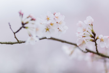 close-up of pink cherry blossom on branch