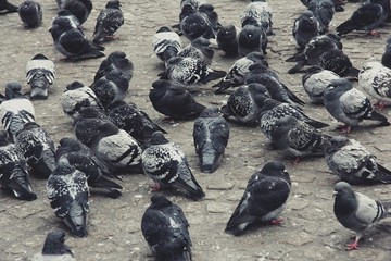 Obraz premium Gruppe von Tauben - Amsterdam, Niederlande