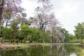 Fototapeta na wymiar Flower pink tree landmark in park, bangkok, thailand, Tabebuia r
