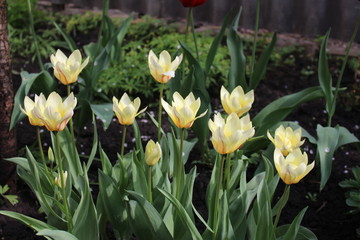 Yeloow tulips with red stripes