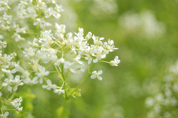 Wallpaper white blur flowers