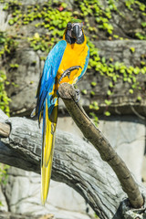 macaw parrot perched on branch
