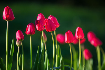 Beautiful spring tulips

