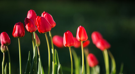 Beautiful spring tulips
