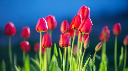 Beautiful spring tulips
