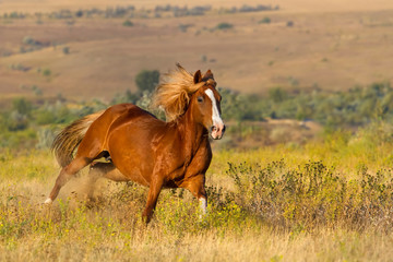 Beautiful red horse run fast in field