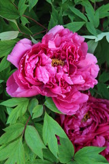Paeonia suffruticosa