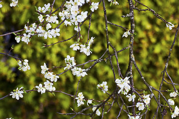 Delicate white plum tree flowers on blurred background