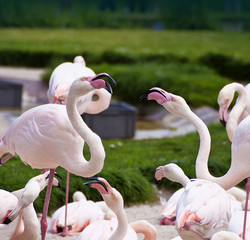 Two flamingos dispute with aggressive mood surrounded by other birds following the arguing © acrogame