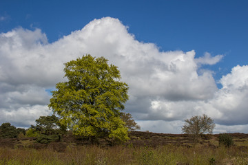 Fototapeta premium Dutch countryside in spring