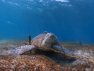 turtle