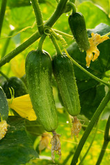 Gurke in der Plantage