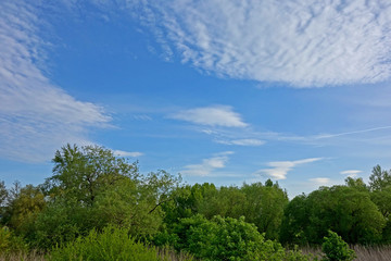 Fototapeta na wymiar Deciduous trees and nice blue sky