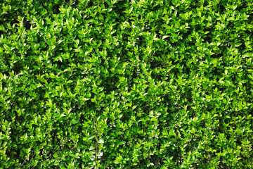 Green leaves as a hedge