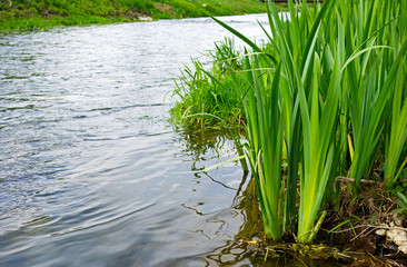 Obraz premium green plants at the river