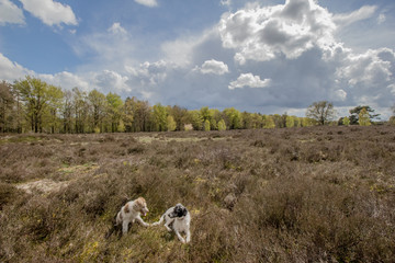 Heerde heather field with dogs