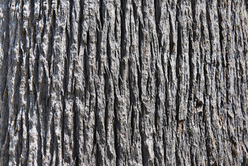 Background tree bark