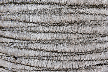 Background palm tree bark