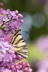 Podalirius butterfly on lilac colorful spring background