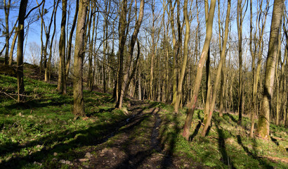 Forest path in spring time