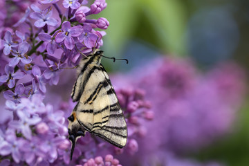 Podalirius butterfly on lilac colorful spring background