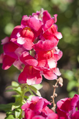 blooming snapdragon