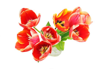 Bouquet tulips on white background