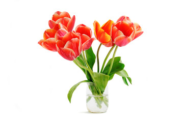 Obraz premium Tulips on white background