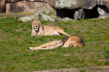 Big male lion lying on the grass