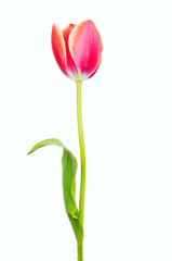 Single tulip