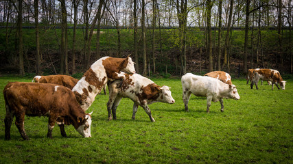 Obraz premium cows on meadow. Cows grazing on a field