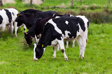 Naklejka na ściany i meble dairy cow. Cow grazing on a green meadow.
