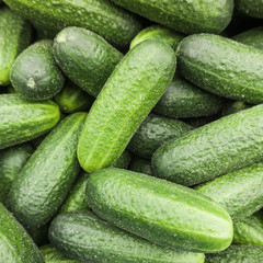 fresh cucumber.  Cucumber background