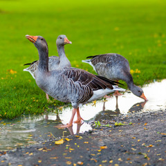 Greylag Goose