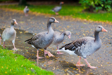 Greylag Goose