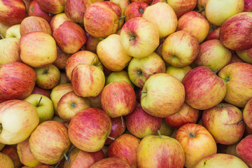 fresh red and yellow apples.  Group of apples