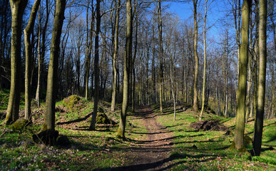 Forest path in spring time