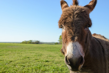 Close up and Head shot of Donkey